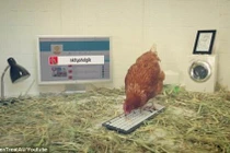 "Nhan sắc" cô gà mái đầu tiên thế giới làm giám đốc