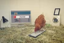 "Nhan sắc" cô gà mái đầu tiên thế giới làm giám đốc