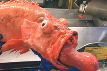 Những “quái vật” đại dương mới phát hiện khiến dư luận bàng hoàng