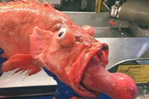 Những “quái vật” đại dương mới phát hiện khiến dư luận bàng hoàng