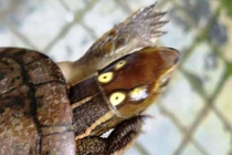 Những cá thể rùa “lơ ngơ” đi lạc vào nhà dân: Toàn loài độc - dị! 