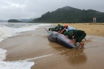 Cá heo mắc cạn dạt vào bờ biển Việt Nam: Điềm báo bội thu? 