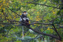 Vườn quốc gia Cúc Phương nhận cá thể chà vá chân nâu: Quý hiếm sao? 