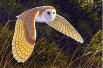 10 loài chim độc dị quý hiếm nhất thế gian, có loài sắp tuyệt diệt 