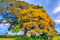 Chiêm ngưỡng cây trôi 800 tuổi chỉ nở hoa một bên