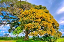 Chiêm ngưỡng cây trôi 800 tuổi chỉ nở hoa một bên