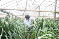 Trở thành vua phong lan vì... đi lạc