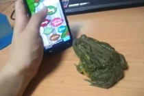 Ếch dùng lưỡi chơi game điệu nghệ trên điện thoại 