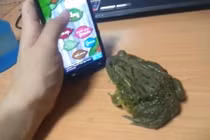 Ếch dùng lưỡi chơi game điệu nghệ trên điện thoại 