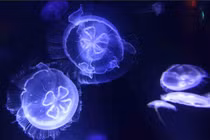 Ghê người xem những loài sứa độc nhất thế giới