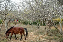 Bạt ngàn hoa mơ, mận, đào rừng khoe sắc ở Mộc Châu