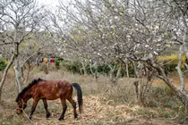 Bạt ngàn hoa mơ, mận, đào rừng khoe sắc ở Mộc Châu
