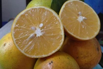 Cách hay phân biệt cam Cao Phong xịn và cam Trung Quốc