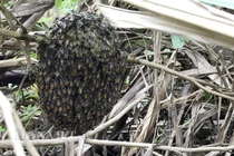 Tận mục tổ ong rú hiếm nằm sát mặt đất