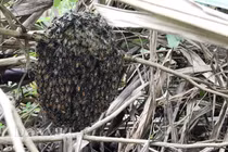 Tận mục tổ ong rú hiếm nằm sát mặt đất