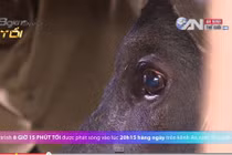 Kỳ lạ chú trâu có trái tim người