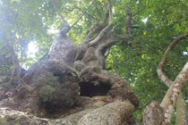 Ngắm vườn thị 700 tuổi, giá chục tỷ của dòng họ Lê Văn