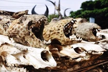 Tận mục khu chợ bùa ngải lớn nhất thế giới