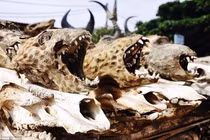 Tận mục khu chợ bùa ngải lớn nhất thế giới