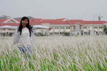 Cánh đồng cỏ lau thơ mộng trên đảo kim cương Sài Gòn