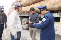 Bắt đoàn xe 19 chiếc chở gỗ quá tải ở Nghệ An