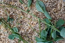 Đại gia chi tiền triệu mua trứng kiến gai đen tăng cường sinh lực