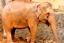 Bé trai 12 tuổi bị voi dẫm chết: CA, chủ đoàn xiếc nói gì?