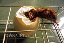 Tận mục trứng “khổng lồ” 1,5kg giá đắt đỏ