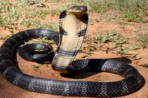 5 loài rắn khổng lồ có vẻ ngoài đáng sợ nhất Ấn Độ