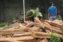 Phát hiện hơn 7m3 gỗ hương lậu trong nhà dân