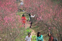 3 ngày Tết: nắng hửng, mưa xuân, không rét đậm