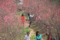 3 ngày Tết: nắng hửng, mưa xuân, không rét đậm