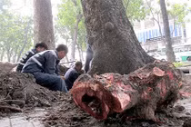 TP HCM: Cây cổ thụ “chảy máu” khi bị đốn hạ hàng loạt