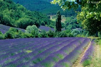 Những thung lũng hoa oải hương nổi tiếng nhất thế giới