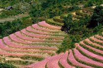 Hoa tam giác mạch tuyệt đẹp trên cao nguyên phía Bắc