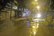 Gốc si trăm tuổi ở Hồ Gươm bị bão số 3 quật ngã