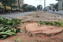 Công an HN không yêu cầu phạt giảng viên phát ngôn vụ chặt cây