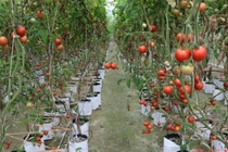 Ngắm vườn rau quả sum suê nhờ công nghệ cực độc ở VN