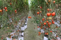 Ngắm vườn rau quả sum suê nhờ công nghệ cực độc ở VN