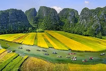 Ngắm Tam Cốc mùa vàng rực rỡ đẹp như tranh