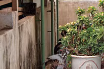 Thằng bé tội nghiệp và kỳ án trộm dê