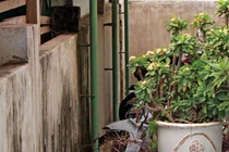 Thằng bé tội nghiệp và kỳ án trộm dê