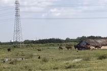 Nợ "ngập đầu", cổ phiếu Quốc Cường Gia Lai vẫn liên tục tăng trần