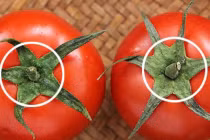 Mua cà chua chỉ cần nhìn vào điểm này mà chọn