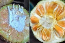 5 dấu hiệu chứng tỏ mít Thái già quả, ngọt thơm, không lo ngâm hóa chất