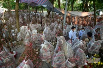 Đào thế độc, lạ ở miền Bắc tràn ngập chợ hoa TP.HCM