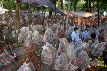 Đào thế độc, lạ ở miền Bắc tràn ngập chợ hoa TP.HCM