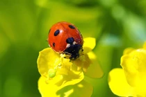 Mùa xuân đến, 4 con giáp đối diện “núi vàng”, sau dựa quý nhân, tình tiền viên mãn