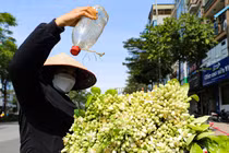 Mùa hoa bưởi ngát hương ở Hà Nội