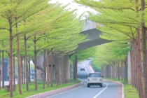 Hàng cây bàng lá nhỏ khiến đường lên cầu Thanh Trì đẹp như tranh